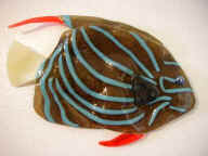 Blue Ringed Anglefish.jpg (17765 bytes)